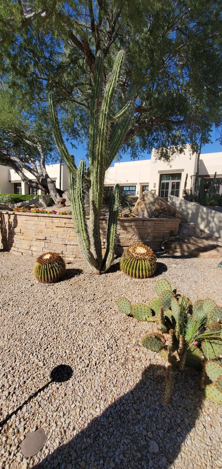Pristine desert xeriscaping showcasing mature saguaro, ocotillo, and barrel cacti along resort pathways. Desert landscaping along the casita walkways with mature saguaro and golden barrel cacti