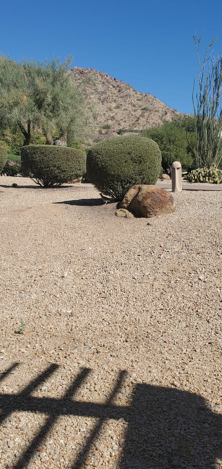 A greater roadrunner (*Geococcyx californianus*) seeking shade beneath desert creosote bushes. Greater roadrunner foraging in the desert brush near Casita #287
